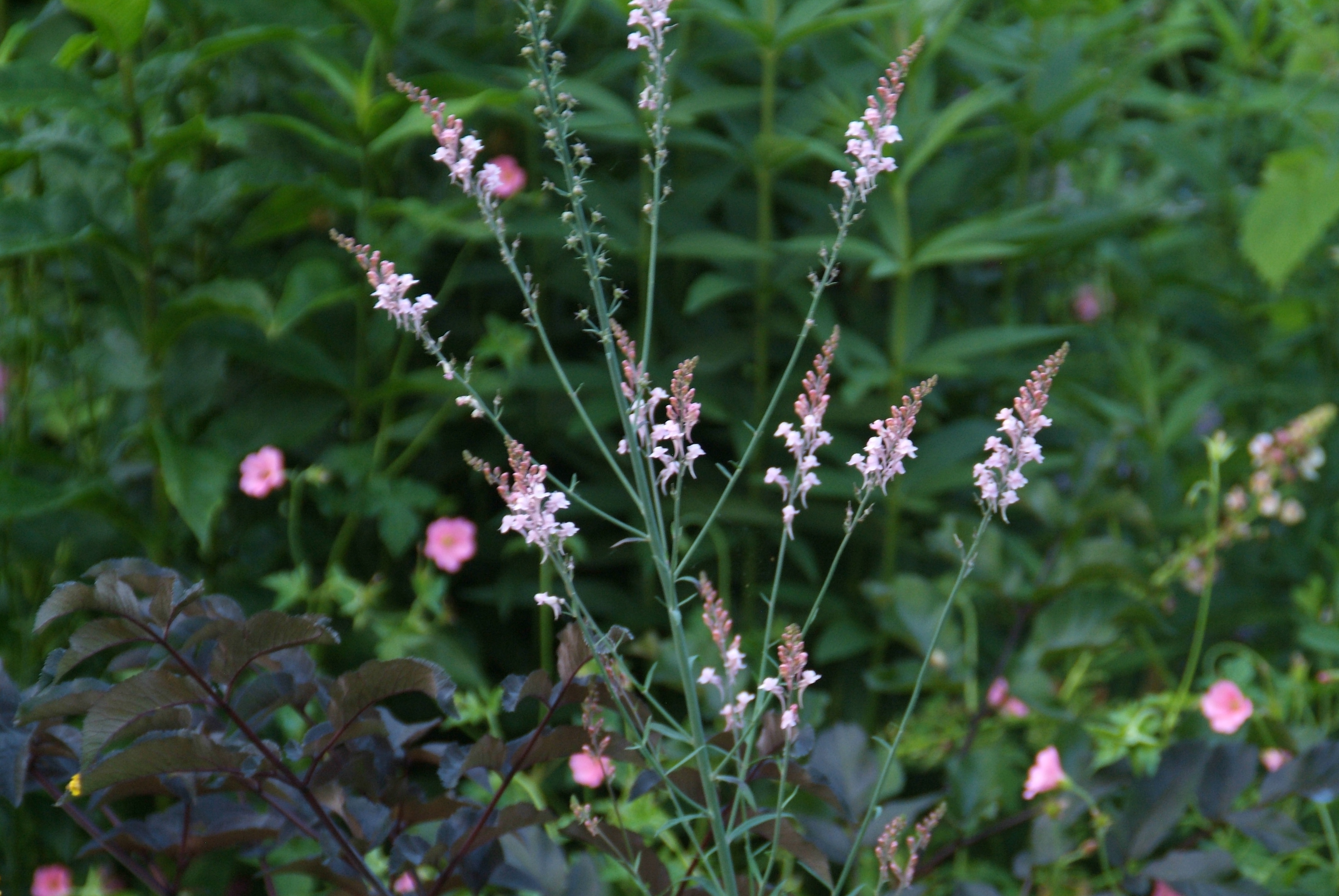 Linaria purpurea 'C.J.Went'  bestellen